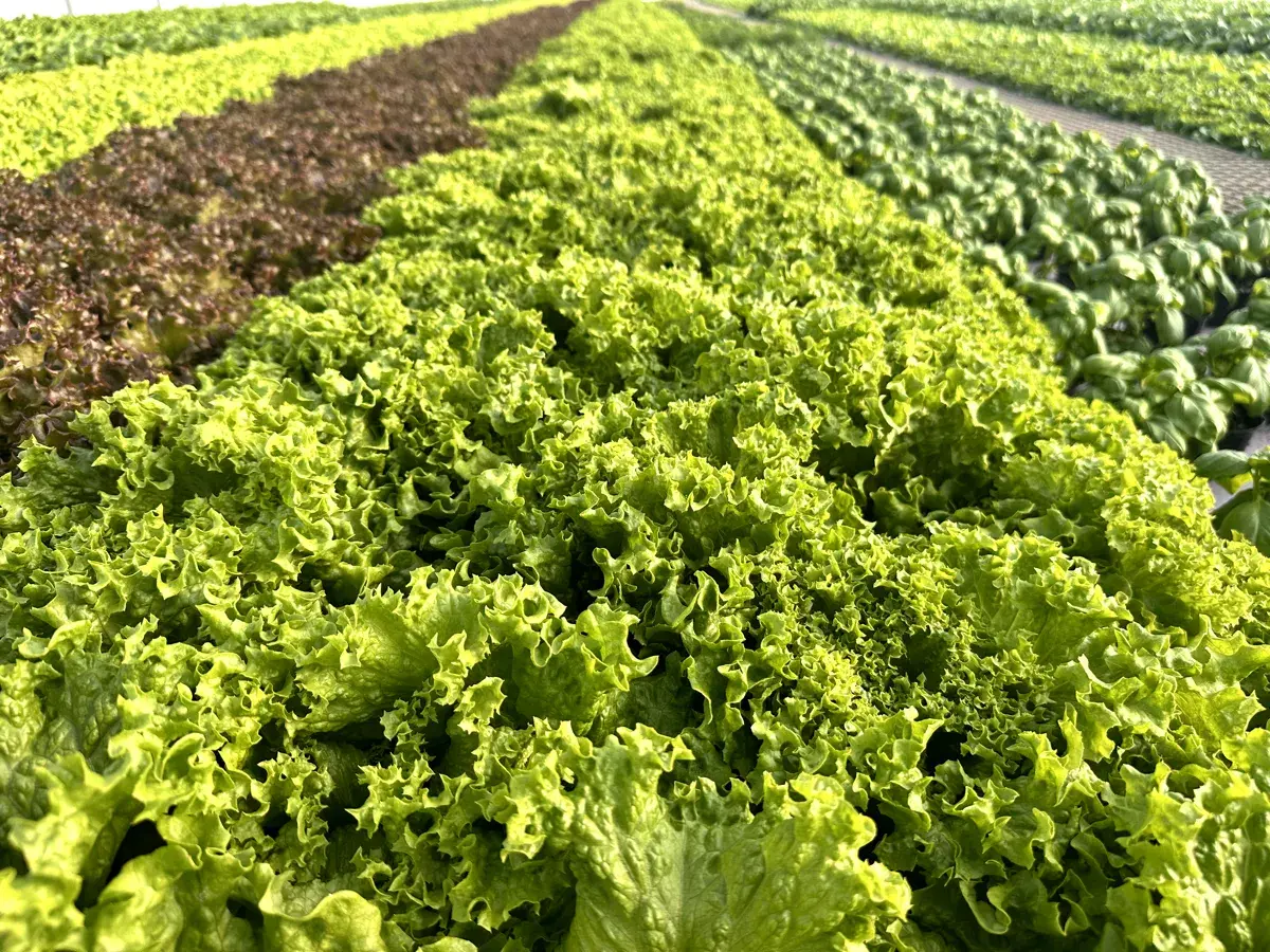 Fresh herbs growing